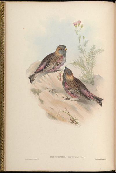 Montifringilla brunneinucha = Leucosticte brunneinucha = Leucosticte arctoa brunneinucha von John Gould